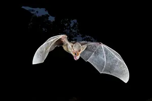 Northern Territory Wildlife Drucke: Ghost bat (Macroderma gigas) in flight