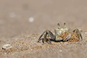 Africa Animal Pictures Drucke: Ghost crab (Ocypode sp.) digging up sand, Ankify, Madagascar