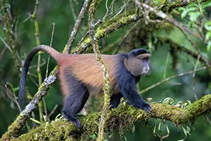 Ugandan Wildlife Photography Drucke: Golden monkey (Cercopithecus kandti) climbing along branch