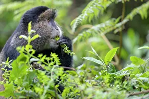 Endangered Primates Drucke: Golden monkey (Cercopithecus kandti) feeding on vegetation