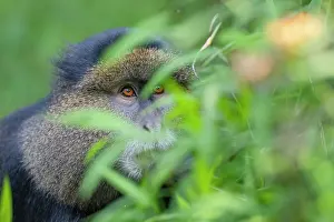Mgahinga Gorilla National Park Drucke: Golden monkey (Cercopithecus kandti) among foliage
