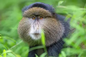 Mgahinga Gorilla National Park Drucke: Golden monkey (Cercopithecus kandti) head portrait