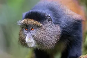 Rare Primate Photos Drucke: Golden monkey (Cercopithecus kandti) portrait