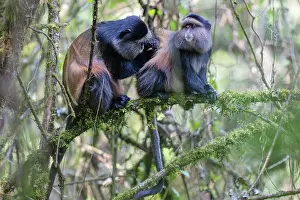 Cercopithecidae Family Drucke: Two Golden monkeys (Cercopithecus kandti) sitting in tree