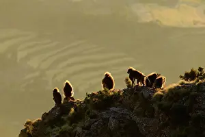 Old World Monkeys Drucke: Group of Gelada baboon (Theropithecus gelada) males sitting on clifftop overlooking farmland in the distance at sunrise
