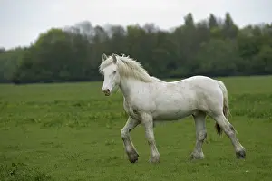Western European Horses Drucke: Gypsy Vanner colt cantering on flood plain, Port Meadow, Oxford, Oxfordshire, England, May