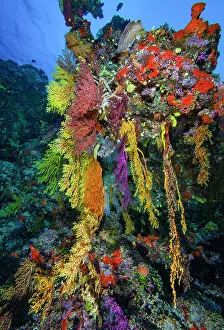 Cnidarian Animal Pictures Drucke: Hanging soft corals (Chironephthya sp)
