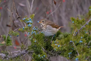 Der Heimchenfrosch (Catharus guttatus), füttert sich auf den blauen Beeren des Konens der Rote-Edelzeder (Juniperus virginiana ) im November Mitte in Freeville, New York, USA