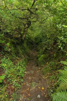 Dartmoor National Park England Drucke: Holloway surrounded by temperate rainforest