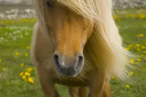 Enge Näherung der Nase und des Manes eines Schottischen Pferdes auf den Shetland Inseln in Schottland