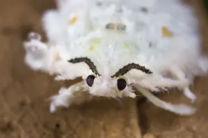 Flachflügler-Nymphus (Flatidae), Tropenwald von Danum, Sabah, Bornäu