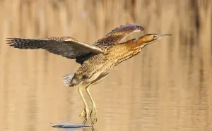 Großer Schafstern (Botaurus stellaris), im Flug über Wasser mit Füßen, die durch es ziehen