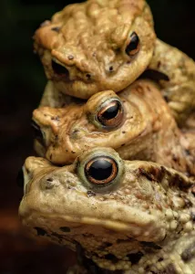 Juli 2023 Höhepunkte Drucke: Drei Große Teichfroschte (Bufo bufo) im Amplexus, Luzern, Schweiz. März. gekürzt