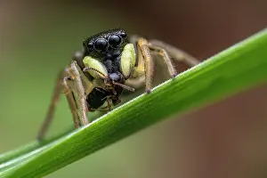 Jumping Spider Drucke: Jumping spider (Heliophanus sp)