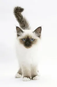 Kätzchen Drucke: Birman-Kätzchen gegen weißem Hintergrund.