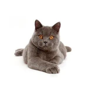 Blauer britischer Kurzhaarkatze