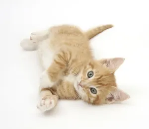 Cute Cat Photos Drucke: Ginger kitten rolling on his back