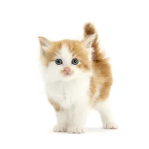 Zucker und weißer Katzenkater im Blick auf die Kamera