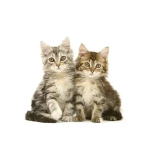 Maine-Coone Katzen mit Tabby-Muster auf weißem Hintergrund