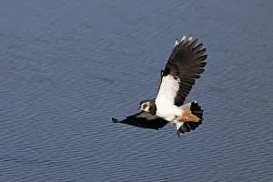 European Shorebirds Drucke: Lapwing (Vanellus vanellus) in flight, Norfolk, England, UK. September