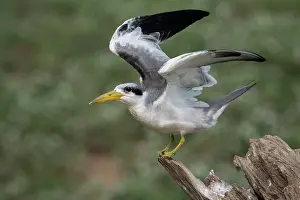 Bolivia Wildlife Photography Drucke: Large-billed tern (Phaetusa simplex) perched on branch