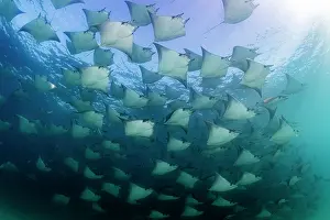 Mobula Munkiana Drucke: Large school of Munk's devil rays (Mobula munkiana) aggregating