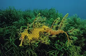 Kangaroo Island Wildlife Drucke: Leafy seadragon (Phycodurus eques) male
