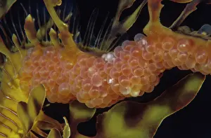 Kangaroo Island Wildlife Drucke: Leafy seadragon (Phycodurus eques) male