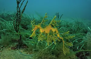 Leafy Seadragon Drucke: Leafy seadragon (Phycodurus eques) portrait, Rapid Bay, South Australia, Pacific Ocean