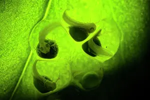 Critically Endangered Frogs Drucke: Lemur leaf frog (Agalychnis lemur) eggs with developing embryos inside