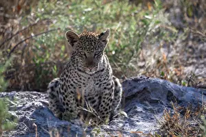 Panthera Pardus Species Drucke: Leopard (Panthera pardus) cub, resting, Okavango Delta, Botswana