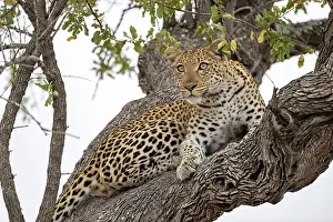 Panthera Pardus Species Drucke: Leopard (Panthera pardus) resting high up in a tree
