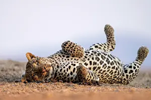Big Cat Southern Africa Drucke: Leopard (Panthera pardus) rolling on its back, Lower Zambezi National Park, Zambia