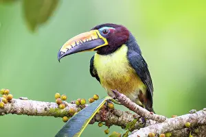 Amazon Rainforest Wildlife Drucke: Lettered aracari (Pteroglossus inscriptus) perched on branch
