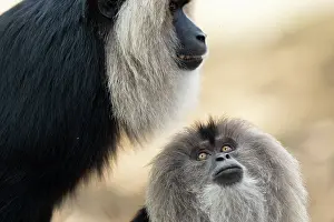 Endangered Monkey Species Drucke: Lion-tailed macaques (Macaca silenus) pair