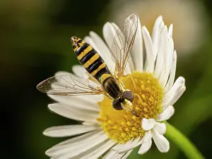 European Insects Drucke: Long hoverfly (Sphaerophoria scripta) nectaring on a Daisy (Asteraceae)