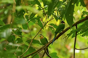 Jim Corbett National Park Wildlife Drucke: Two Long-tailed broadbills (Psarisomus dalhousiae) perched in a tree