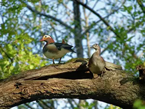 Quercus Robur Species Drucke: Mandarin ducks (Aix galericulata)
