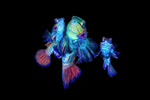 Saltwater Animal Behaviour Drucke: Mandarinfish (Synchiropus splendidus) pair spawning, with another female close by