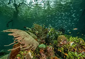 Coral Reef Biodiversity Drucke: Mangrove ecosystem with algae (Halimeda)