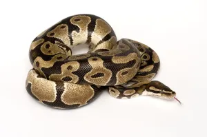 Drucke von Royal Python mit erhöhter Zunge in Schlangenrunde Python Drucke: Regierender Python mit ausgestrecktem Zungenfleisch in Schlangenbogen