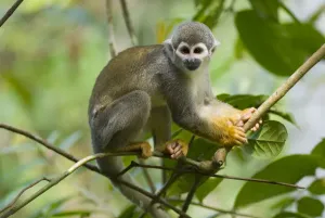 Drucke von Gemeiner Eichhörnchenmönch (Saimiri sciureus ssp. macrodon), Baum, Peru, gefangen Macrodon Drucke: Gewöhnlicher Eichhornschwanzmaulaffenartige (Saimiri sciureus ssp)