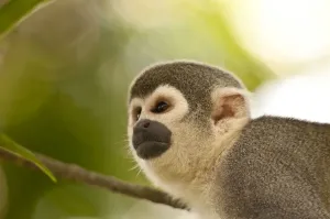 Mark Bowler Drucke: Gemeiner Eichhörnchen-Makaken (Saimiri sciureus ssp. macrodon), Baum, Peru