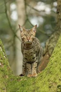 Katze aus Bengal im Baum