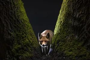 Weibliche Rotfuchs (Vulpes vulpes), vorsichtig in die Kamera starrend von der Basis eines moosbedeckten Baumes, Ungarn. Januar