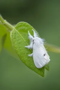 Drucke von Gelbflügler-Maulwurm (Euproctis similis), auf einem Blatt im Montiaghs Moss National Nature Reserve in der Grafschaft Antrim Nordirlands. Juli Similis Drucke: Gelbbauch-Maulwurmschmetterling (Euproctis similis)