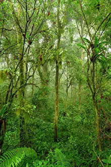 Green Leafy Plants Drucke: Mid-elevation rainforest shrouded in mist / cloud