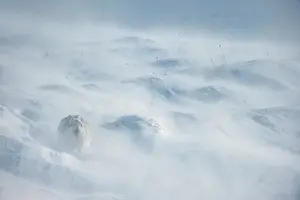 Mountain Hare In Snow Drucke: Mountain hare (Lepus timidus)