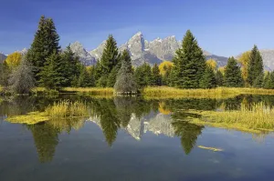 Berge Drucke: Bibersee mit Bergen und Bäumen im Spiegel des Wassers, Grand-Teton-Nationalpark