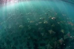 Cartilaginous Fish Underwater Drucke: Munk's devil rays (Mobula munkiana) large shoal aggregating underwater with sunrays penetrating sea surface